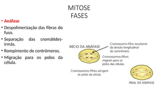 MITOSE
FASES
• Anáfase
• Despolimerização das fibras do
fuso.
• Separação das cromátides-
irmãs.
• Rompimento de centrômeros.
• Migração para os polos da
célula.
 