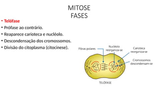MITOSE
FASES
• Telófase
• Prófase ao contrário.
• Reaparece carioteca e nucléolo.
• Descondensação dos cromossomos.
• Divisão do citoplasma (citocinese).
 