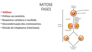 MITOSE
FASES
• Telófase
• Prófase ao contrário.
• Reaparece carioteca e nucléolo.
• Descondensação dos cromossomos.
• Divisão do citoplasma (citocinese).
 