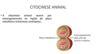 CITOCINESE ANIMAL
• A citocinese animal ocorre por
estrangulamento na região de placa
metafásica (citocinese centrípeta).
 