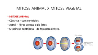 MITOSE ANIMAL X MITOSE VEGETAL
• MITOSE ANIMAL
• Cêntrica – com centríolos.
• Astral – fibras do fuso e do áster.
• Citocinese centrípeta – de fora para dentro.
 