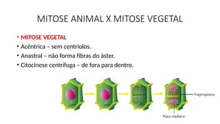 MITOSE ANIMAL X MITOSE VEGETAL
• MITOSE VEGETAL
• Acêntrica – sem centríolos.
• Anastral – não forma fibras do áster.
• Citocinese centrífuga – de fora para dentro.
 