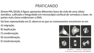 PRATICANDO
(Enem-PPL/2016) A figura apresenta diferentes fases do ciclo de uma célula
somática, cultivada e fotografada em microscópio confocal de varredura a laser. As
partes mais claras evidenciam o DNA.
Na fase representada em D, observa-se que os cromossomos encontram-se em
A) migração.
B) duplicação.
C) condensação.
D) recombinação.
E) reestruturação.
 
