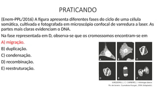 PRATICANDO
(Enem-PPL/2016) A figura apresenta diferentes fases do ciclo de uma célula
somática, cultivada e fotografada em microscópio confocal de varredura a laser. As
partes mais claras evidenciam o DNA.
Na fase representada em D, observa-se que os cromossomos encontram-se em
A) migração.
B) duplicação.
C) condensação.
D) recombinação.
E) reestruturação.
 