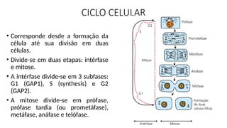CICLO CELULAR
• Corresponde desde a formação da
célula até sua divisão em duas
células.
• Divide-se em duas etapas: intérfase
e mitose.
• A intérfase divide-se em 3 subfases:
G1 (GAP1), S (synthesis) e G2
(GAP2).
• A mitose divide-se em prófase,
prófase tardia (ou prometáfase),
metáfase, anáfase e telófase.
 