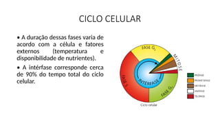 CICLO CELULAR
• A duração dessas fases varia de
acordo com a célula e fatores
externos (temperatura e
disponibilidade de nutrientes).
• A intérfase corresponde cerca
de 90% do tempo total do ciclo
celular.
 