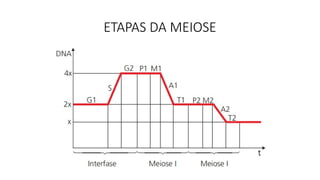 ETAPAS DA MEIOSE
 