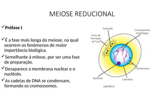 MEIOSE REDUCIONAL
Prófase I
É a fase mais longa da meiose, na qual
ocorrem os fenômenos de maior
importância biológica.
Semelhante à mitose, por ser uma fase
de preparação.
Desaparece a membrana nuclear e o
nucléolo.
As cadeias de DNA se condensam,
formando os cromossomos.
 