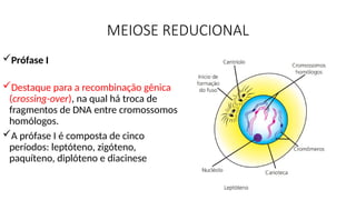 MEIOSE REDUCIONAL
Prófase I
Destaque para a recombinação gênica
(crossing-over), na qual há troca de
fragmentos de DNA entre cromossomos
homólogos.
A prófase I é composta de cinco
períodos: leptóteno, zigóteno,
paquíteno, diplóteno e diacinese
 