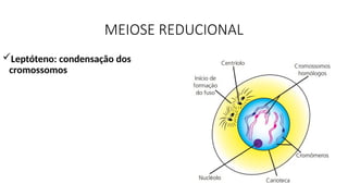 MEIOSE REDUCIONAL
Leptóteno: condensação dos
cromossomos
 