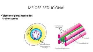 MEIOSE REDUCIONAL
Zigóteno: pareamento dos
cromossomos
 