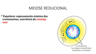 MEIOSE REDUCIONAL
Paquíteno: espessamento máximo dos
cromossomos, ocorrência do crossing-
over
 