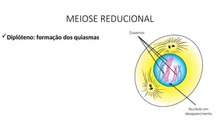 MEIOSE REDUCIONAL
Diplóteno: formação dos quiasmas
 