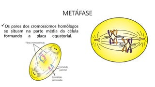 METÁFASE
Os pares dos cromossomos homólogos
se situam na parte média da célula
formando a placa equatorial.
 