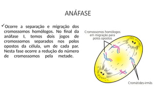 ANÁFASE
Ocorre a separação e migração dos
cromossomos homólogos. No final da
anáfase I, temos dois jogos de
cromossomos separados nos polos
opostos da célula, um de cada par.
Nesta fase ocorre a redução do número
de cromossomos pela metade.
 