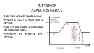 INTÉRFASE
ASPECTOS GERAIS
• Fase mais longa da divisão celular.
• Prepara o DNA e a célula para a
divisão.
• Fase em que ocorre a duplicação
da cromatina (DNA).
• Checagem do processo pré-
divisão.
 