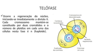 TELÓFASE
Ocorre a regeneração do núcleo,
iniciando-se imediatamente a divisão II.
Cada cromossomo mantém-se
constituído por duas cromátides e o
número de ploidias em cada uma das
células nesta fase é n (haploide).
 