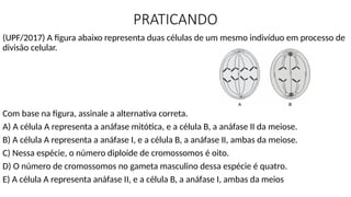 PRATICANDO
(UPF/2017) A figura abaixo representa duas células de um mesmo indivíduo em processo de
divisão celular.
Com base na figura, assinale a alternativa correta.
A) A célula A representa a anáfase mitótica, e a célula B, a anáfase II da meiose.
B) A célula A representa a anáfase I, e a célula B, a anáfase II, ambas da meiose.
C) Nessa espécie, o número diploide de cromossomos é oito.
D) O número de cromossomos no gameta masculino dessa espécie é quatro.
E) A célula A representa anáfase II, e a célula B, a anáfase I, ambas da meios
 