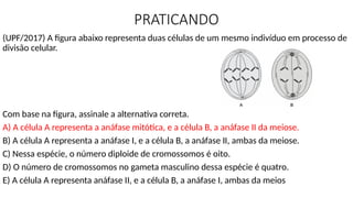 PRATICANDO
(UPF/2017) A figura abaixo representa duas células de um mesmo indivíduo em processo de
divisão celular.
Com base na figura, assinale a alternativa correta.
A) A célula A representa a anáfase mitótica, e a célula B, a anáfase II da meiose.
B) A célula A representa a anáfase I, e a célula B, a anáfase II, ambas da meiose.
C) Nessa espécie, o número diploide de cromossomos é oito.
D) O número de cromossomos no gameta masculino dessa espécie é quatro.
E) A célula A representa anáfase II, e a célula B, a anáfase I, ambas da meios
 