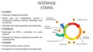 INTÉRFASE
ETAPAS
• G1 (GAP1)
• Antecede à duplicação do DNA;
• Célula com seu metabolismo normal e
produzindo proteínas diversas (destaque para
as ciclinas);
• Checagem do material genético pré-duplicação.
• S (Synthesis)
• Duplicação do DNA e centríolos (se assim
houver);
• Produção de histonas (proteínas presentes nos
cromossomos).
• G2 (GAP2)
• A síntese proteica volta a ocorrer;
• Checagem do material genético pós-duplicação.
 