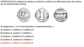 (UFRGS/2016) Os diagramas abaixo se referem a células em diferentes fases da meiose
de um determinado animal.
Os diagramas 1, 2 e 3 correspondem, respectivamente, a
A) prófase I, metáfase I e telófase II.
B) prófase II, anáfase I e telófase I.
C) prófase I, metáfase II e anáfase II.
D) prófase II, anáfase II e telófase I.
E) prófase I, anáfase I e metáfase II.
 