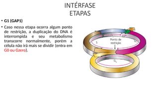 INTÉRFASE
ETAPAS
• G1 (GAP1)
• Caso nessa etapa ocorra algum ponto
de restrição, a duplicação do DNA é
interrompida e seu metabolismo
transcorre normalmente, porém a
célula não irá mais se dividir (entra em
G0 ou Gzero).
 