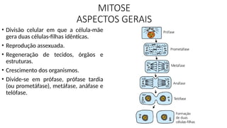 MITOSE
ASPECTOS GERAIS
• Divisão celular em que a célula-mãe
gera duas células-filhas idênticas.
• Reprodução assexuada.
• Regeneração de tecidos, órgãos e
estruturas.
• Crescimento dos organismos.
• Divide-se em prófase, prófase tardia
(ou prometáfase), metáfase, anáfase e
telófase.
 