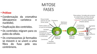 MITOSE
FASES
• Prófase
• Condensação da cromatina
(desaparece carioteca e
nucléolo).
• Duplicação dos centríolos.
• Os centríolos migram para os
polos da célula.
• Os cromossomos já formados
se movem e se unem a uma
fibra do fuso pelo seu
centrômero.
 