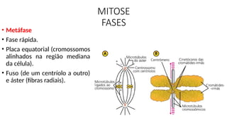 MITOSE
FASES
• Metáfase
• Fase rápida.
• Placa equatorial (cromossomos
alinhados na região mediana
da célula).
• Fuso (de um centríolo a outro)
e áster (fibras radiais).
 