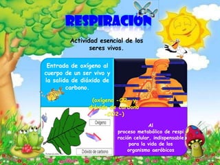 RESPIRACIÓN
Actividad esencial de los
seres vivos.
Entrada de oxígeno al
cuerpo de un ser vivo y
la salida de dióxido de
carbono.
Al
proceso metabólico de respi
ración celular, indispensable
para la vida de los
organismo aeróbicos
(oxígeno -O2- y
dióxido de carbono
-CO2-)
 