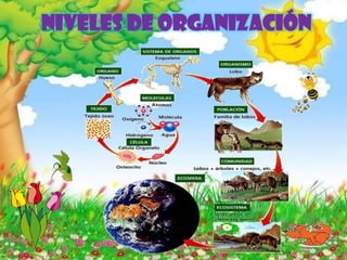 Niveles de organización
 