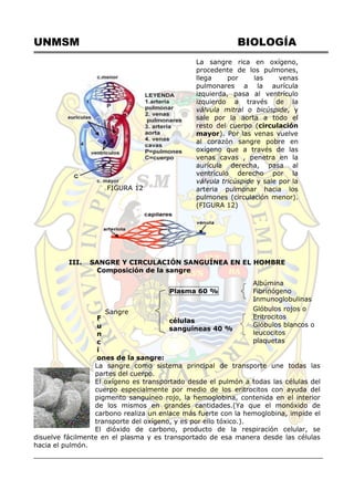 UNMSM BIOLOGÍA
FIGURA 12
La sangre rica en oxígeno,
procedente de los pulmones,
llega por las venas
pulmonares a la aurícula
izquierda, pasa al ventrículo
izquierdo a través de la
válvula mitral o bicúspide, y
sale por la aorta a todo el
resto del cuerpo (circulación
mayor). Por las venas vuelve
al corazón sangre pobre en
oxígeno que a través de las
venas cavas , penetra en la
aurícula derecha, pasa al
ventrículo derecho por la
válvula tricúspide y sale por la
arteria pulmonar hacia los
pulmones (circulación menor).
(FIGURA 12)
III. SANGRE Y CIRCULACIÓN SANGUÍNEA EN EL HOMBRE
Composición de la sangre
F
u
n
c
i
ones de la sangre:
La sangre como sistema principal de transporte une todas las
partes del cuerpo.
El oxígeno es transportado desde el pulmón a todas las células del
cuerpo especialmente por medio de los eritrocitos con ayuda del
pigmento sanguíneo rojo, la hemoglobina, contenida en el interior
de los mismos en grandes cantidades.(Ya que el monóxido de
carbono realiza un enlace más fuerte con la hemoglobina, impide el
transporte del oxígeno, y es por ello tóxico.).
El dióxido de carbono, producto de la respiración celular, se
disuelve fácilmente en el plasma y es transportado de esa manera desde las células
hacia el pulmón.
Sangre
Plasma 60 %
Albúmina
Fibrinógeno
Inmunoglobulinas
células
sanguíneas 40 %
Glóbulos rojos o
Eritrocitos
Glóbulos blancos o
leucocitos
plaquetas
 