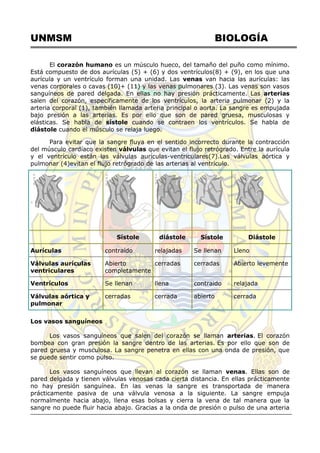 UNMSM BIOLOGÍA
El corazón humano es un músculo hueco, del tamaño del puño como mínimo.
Está compuesto de dos aurículas (5) + (6) y dos ventrículos(8) + (9), en los que una
aurícula y un ventrículo forman una unidad. Las venas van hacia las aurículas: las
venas corporales o cavas (10)+ (11) y las venas pulmonares (3). Las venas son vasos
sanguíneos de pared delgada. En ellas no hay presión prácticamente. Las arterias
salen del corazón, específicamente de los ventrículos, la arteria pulmonar (2) y la
arteria corporal (1), también llamada arteria principal o aorta. La sangre es empujada
bajo presión a las arterias. Es por ello que son de pared gruesa, musculosas y
elásticas. Se habla de sístole cuando se contraen los ventrículos. Se habla de
diástole cuando el músculo se relaja luego.
Para evitar que la sangre fluya en el sentido incorrecto durante la contracción
del músculo cardíaco existen válvulas que evitan el flujo retrógrado. Entre la aurícula
y el ventrículo están las válvulas aurículas-ventriculares(7).Las válvulas aórtica y
pulmonar (4)evitan el flujo retrógrado de las arterias al ventrículo.
Sístole diástole Sístole Diástole
Aurículas contraído relajadas Se llenan Lleno
Válvulas aurículas
ventriculares
Abierto
completamente
cerradas cerradas Abierto levemente
Ventrículos Se llenan llena contraido relajada
Válvulas aórtica y
pulmonar
cerradas cerrada abierto cerrada
Los vasos sanguíneos
Los vasos sanguíneos que salen del corazón se llaman arterias. El corazón
bombea con gran presión la sangre dentro de las arterias. Es por ello que son de
pared gruesa y musculosa. La sangre penetra en ellas con una onda de presión, que
se puede sentir como pulso.
Los vasos sanguíneos que llevan al corazón se llaman venas. Ellas son de
pared delgada y tienen válvulas venosas cada cierta distancia. En ellas prácticamente
no hay presión sanguínea. En las venas la sangre es transportada de manera
prácticamente pasiva de una válvula venosa a la siguiente. La sangre empuja
normalmente hacia abajo, llena esas bolsas y cierra la vena de tal manera que la
sangre no puede fluir hacia abajo. Gracias a la onda de presión o pulso de una arteria
 