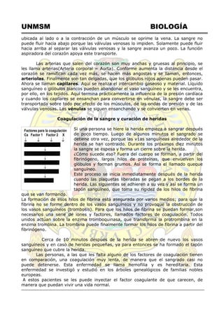 UNMSM BIOLOGÍA
ubicada al lado o a la contracción de un músculo se oprime la vena. La sangre no
puede fluir hacia abajo porque las válvulas venosas lo impiden. Solamente puede fluir
hacia arriba al separar las válvulas venosas y la sangre avanza un poco. La función
aspiradora del corazón apoya este transporte.
Las arterias que salen del corazón son muy anchas y gruesas al principio, se
les llama arterias(Arteria corporal = Aorta). Conforme aumenta la distancia desde el
corazón se ramifican cada vez más, se hacen más angostas y se llaman, entonces,
arteriolas. Finalmente son tan delgadas, que los glóbulos rojos apenas pueden pasar.
Ahora se llaman capilares. Aquí se realiza el intercambio gaseoso y material. Líquido
sanguíneo o glóbulos blancos pueden abandonar el vaso sanguíneo y se les encuentra,
por ello, en los tejidos. Aquí termina prácticamente la influencia de la presión cardíaca
y cuando los capilares se ensanchan para convertirse en vénulas, la sangre debe ser
transportada sobre todo por efecto de los músculos, de las ondas de presión y de las
válvulas venosas. Las vénulas se siguen ensanchando y se convierten en venas.
Coagulación de la sangre y curación de heridas
Si una persona se hiere la herida empieza a sangrar después
de poco tiempo. Luego de algunos minutos el sangrado se
detiene otra vez, porque las v1as sanguíneas alrededor de la
herida se han contraido. Durante los próximos diez minutos
la sangre se espesa y forma un cierre sobre la herida.
¿Cómo sucede eso? Fuera del cuerpo se forman, a partir del
fibrinógeno, largos hilos de proteínas, que envuelven los
glóbulos y forman grumos. Así se forma el llamado queque
sanguíneo.
Este proceso se inicia inmediatamente después de la herida
cuando las plaquetas liberadas se pegan a los bordes de la
herida. Las siguientes se adhieren a su vez y así se forma un
tapón sanguíneo, que toma su rigidez de los hilos de fibrina
que se van formando.
La formación de esos hilos de fibrina está asegurada por varios medios; para que la
fibrina no se forme dentro de los vasos sanguíneos y no provoque la obstrucción de
los vasos sanguíneos (trombosis). Para que los hilos de fibrina se puedan formar,son
necesarios una serie de iones y factores, llamados factores de coagulación. Todos
unidos actúan sobre la enzima tromboquinasa, que transforma la protrombina en la
enzima trombina. La trombina puede finalmente formar los hilos de fibrina a partir del
fibrinógeno.
Cerca de 10 minutos después de la herida se abren de nuevo los vasos
sanguíneos y en caso de heridas pequeñas, ya para entonces se ha formado el tapón
sanguíneo que cubre la herida.
Las personas, a las que les falta alguno de los factores de coagulación tienen
en comparación, una coagulación muy lenta, de manera que el sangrado casi no
puede detenerse. Esta enfermedad se llama hemofilia y es hereditaria. Esta
enfermedad se investigó y estudió en los árboles genealógicos de familias nobles
europeas.
A estos pacientes se les puede inyectar el factor coagulante de que carecen, de
manera que puedan vivir una vida normal.
Factores para la coagulación
Ca Factor 1 Factor 2 X
   
TROMBOQUINASA…..

PROTROMBINA…..

TROMBINA…..

FIBRINOGENO……

FIBRINA…….
 