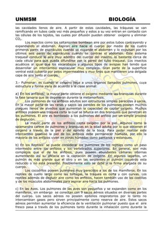 UNMSM BIOLOGÍA
las cavidades llenos de aire. A partir de estas cavidades, las tráqueas se van
ramificando en tubos cada vez más pequeños y estos a su vez entran en contacto con
las células de los tejidos, las cuales por difusión pueden obtener oxígeno y eliminar
CO2.
Los insectos como los saltamontes bombean aire por estos tubos contrayendo y
expandiendo el abdomen. Aspiran aire hacia el cuerpo por medio de los cuatro
primeros pares de espiráculos cuando se expande el abdomen y lo expulsan por los
últimos seis pares de espiráculos cuando se contrae el abdomen. Este sistema
traqueal conduce le aire muy adentro del cuerpo del insecto, lo bastante cerca de
cada célula para que pueda difundirse por la pared del tubo traqueal. Los insectos
acuáticos al igual que los escarabajos y algunos tipos de avispas han tenido que
desarrollar un intercambio espiracular muy complejo. Gran parte de la superficie
ventral está cubierta por pelos impermeables y muy finos que mantienen una delgada
capa de aire junto al cuerpo.
3.- Pulmonar: es cuando el oxígeno llega a unos órganos llamados pulmones, cuya
estructura y forma varía de acuerdo a la clase animal:
a) En los anfibios: la mayor parte obtiene el oxígeno mediante las branquias durante
la fase larvaria que se degeneran durante la metamorfosis.
Los pulmones de los anfibios adultos son estructuras simples parecidas a sacos.
En la mayor parte de las ranas y sapos las paredes de los pulmones poseen muchos
pliegues llenos de alveólos que aumentan la capacidad de captar oxígeno. Muchos
anfibios poseen una tráquea corta la cual se bifurca en dos bronquios que penetran en
los pulmones. El aire es bombeado a los pulmones del anfibio por un simple proceso
de deglución.
La mayor parte de los anfibios capta oxígeno por la piel. Algunos como la
salamandra carece de pulmones y branquias en la edad adulta por lo que obtienen el
oxígeno a través de la piel y del epitelio de la boca. Para poder realizar este
intercambio gaseoso la piel de los anfibios debe permanecer húmeda, por ello la
mayoría de los anfibios viven en zonas húmedas como pantanos y estanques.
b) En los Reptiles: se puede considerar los pulmones de los reptiles como un paso
intermedio entre los anfibios y los vertebrados superiores. En general, son más
complejos que el de los anfibios, pues poseen abundantes cámaras internas
aumentando así su eficacia en la captación de oxígeno. En algunos lagartos, un
pulmón es más grande que el otro y en las serpientes el pulmón izquierdo esta
reducido o no está presente. Posiblemente esto se debe a la firma alargada de su
cuerpo.
Los cocodrilos poseen pulmones muy parecidos a los de los mamíferos. En los
reptiles de cuello largo como las tortugas, la tráquea es corta y con curvas. Los
reptiles además de deglutir aire como los anfibios, hacen también uso de las costillas
y de los músculos abdominales para aspirar aire hacia los pulmones.
c) En las Aves. Los pulmones de las aves son pequeños y se expanden como en los
mamíferos, sin embargo se conectan con 9 sacos aéreos situados en diversas partes
del cuerpo. Los sacos aéreos no poseen epitelios respiratorios por lo tanto no
intercambian gases pero sirven principalmente como reserva de aire. Estos sacos
aéreos permiten aumentar la eficiencia de la ventilación pulmonar puesto que el aire
fresco pasa a través de los pulmones tanto durante la inhalación como durante la
 