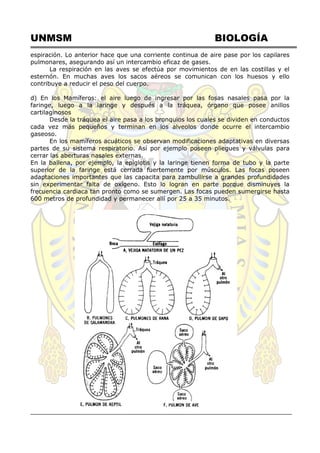 UNMSM BIOLOGÍA
espiración. Lo anterior hace que una corriente continua de aire pase por los capilares
pulmonares, asegurando así un intercambio eficaz de gases.
La respiración en las aves se efectúa por movimientos de en las costillas y el
esternón. En muchas aves los sacos aéreos se comunican con los huesos y ello
contribuye a reducir el peso del cuerpo.
d) En los Mamíferos: el aire luego de ingresar por las fosas nasales pasa por la
faringe, luego a la laringe y después a la tráquea, órgano que posee anillos
cartilaginosos
Desde la tráquea el aire pasa a los bronquios los cuales se dividen en conductos
cada vez más pequeños y terminan en los alveolos donde ocurre el intercambio
gaseoso.
En los mamíferos acuáticos se observan modificaciones adaptativas en diversas
partes de su sistema respiratorio. Así por ejemplo poseen pliegues y válvulas para
cerrar las aberturas nasales externas.
En la ballena, por ejemplo, la epiglotis y la laringe tienen forma de tubo y la parte
superior de la faringe está cerrada fuertemente por músculos. Las focas poseen
adaptaciones importantes que las capacita para zambullirse a grandes profundidades
sin experimentar falta de oxígeno. Esto lo logran en parte porque disminuyes la
frecuencia cardiaca tan pronto como se sumergen. Las focas pueden sumergirse hasta
600 metros de profundidad y permanecer allí por 25 a 35 minutos.
 
