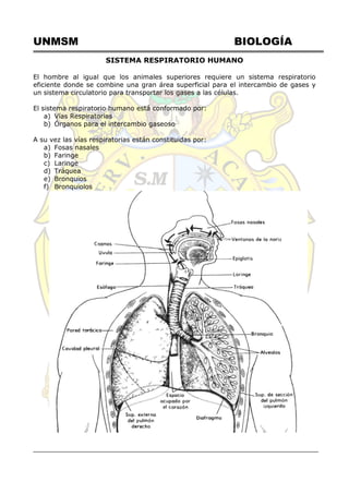UNMSM BIOLOGÍA
SISTEMA RESPIRATORIO HUMANO
El hombre al igual que los animales superiores requiere un sistema respiratorio
eficiente donde se combine una gran área superficial para el intercambio de gases y
un sistema circulatorio para transportar los gases a las células.
El sistema respiratorio humano está conformado por:
a) Vías Respiratorias
b) Órganos para el intercambio gaseoso
A su vez las vías respiratorias están constituidas por:
a) Fosas nasales
b) Faringe
c) Laringe
d) Tráquea
e) Bronquios
f) Bronquiolos
 