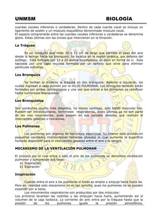 UNMSM BIOLOGÍA
cuerdas vocales inferiores o verdaderas. Dentro de cada cuerda vocal se incluye un
ligamento de sostén y un músculo esquelético denominado músculo vocal.
El espacio comprendido entre las cuerdas vocales inferiores o verdaderas se denomina
glotis. Estas últimas son las únicas que intervienen en la fonación.
La Tráquea
Es un conducto que mide 10 a 12 cm de largo que permite el paso del aire
desde la laringe hacia los bronquios. Se localiza en la región torácica, por delante del
esófago. Está formado por 15 a 20 anillos incompletos, es decir en forma de U. Esta
tapizada por una capa mucosa formada por un epitelio que sirve para eliminar
partículas extrañas.
Los Bronquios
Se forman al dividirse la tráquea en dos bronquios: derecho e izquierdo, los
cuales ingresan a cada pulmón por el HILIO PULMONAR. Los bronquios también están
formados por anillos cartilaginosos y una vez que entran a los pulmones se ramifican
hasta numerosos bronquíolos.
Los Bronquiolos
Son conductos mucho más delgados, no tienen cartílago, sólo tejido muscular liso.
Pueden ser intralobulillares, terminales respiratorios, éstos últimos ya no son parte
de las vias respiratorias, pues poseen en sus paredes alveolos que realizan el
intercambio gaseoso o hematosis.
Los Pulmones
Los pulmones son órganos de estructura esponjosa. Su interior está dividido en
pequeñas cavidades microscópicas llamadas alveolos lo cual aumenta la superficie
húmeda disponible para el intercambio gaseoso entre el aire y la sangre.
MECANISMO DE LA VENTILACIÓN PULMONAR
El proceso por el cual entra y sale el aire de los pulmones se denomina ventilación
pulmonar y comprende dos fases:
a) Inspiración
b) Espiración
Inspiración
Cuando entra el aire a los pulmones el torax se amplia y empuja hacia fuera las
Pero en realidad este mecanismo no es tan sencillo, pues los pulmones no se pueden
expandir por sí solos.
Los movimientos respiratorios son producidos por dos músculos:
Los primeros levantan las costillas y las empujan hacia fuera, aumentando así el
volumen de la caja toráxica. La corriente de aire entra por la tráquea hasta que la
presión de los pulmones iguale la presión atmosférica.
 