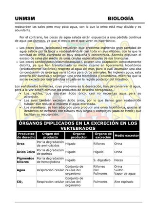 UNMSM BIOLOGÍA
reabsorben las sales pero muy poca agua, con lo que la orina está muy diluida y es
abundante.
Por el contrario, los peces de agua salada están expuestos a una pérdida continua
de agua por ósmosis, ya que el medio en el que viven es hipertónico.
 Los peces óseos (teleósteos) resuelven este problema ingiriendo gran cantidad de
agua salada por la boca y reabsorbiéndola casi toda en sus riñones, con lo que la
cantidad de orina excretada es muy pequeña y concentrada. Además expulsan el
exceso de sales por medio de unas células especializadas de sus branquias.
 Los peces cartilaginosos(elasmobranquios), poseen una adaptación completamente
distinta, ya que han transformado su medio interno en ligeramente hipertónico
(prácticamente isotónico) respecto al agua del mar, para lo cual acumulan una alta
concentración de urea que sería tóxica para otros animales. No ingieren agua, esta
penetra por ósmosis y segregan una orina hipotónica y abundante, mientras que la
sal se excreta por una glándula situada en la región posterior del intestino.
Los vertebrados terrestres, cuyo problema es la desecación, han de conservar el agua,
pero a la vez deben eliminar los productos de desecho nitrogenado.
 Los reptiles, que excretan ácido úrico, casi no necesitan agua para su
excreción.
 Las aves también excretan ácido úrico, por lo que tienen gran reabsorción
tubular que reduce al máximo el agua excretada.
 Los mamíferos, se han adaptado para producir una orina hipertónica, gracias al
desarrollo de nefronas con túbulos muy largos y complejos (asas de Henle) que
facilitan su reabsorción.
ÓRGANOS IMPLICADOS EN LA EXCRECIÓN EN LOS
VERTEBRADOS
Productos
de desecho
Origen del
producto
Órgano
productor
Órgano de
excreción
Medio excretor
Urea
Por la degradación
de aminoácidos
Hígado Riñones Orina
Ácido úrico
Por la degradación
de purinas
Hígado Hígado Orina
Pigmentos
biliares
Por la degradación
de hemoglobina
Hígado S. digestivo Heces
Agua Respiración celular
Conjunto de
células del
organismo
Riñones
Piel
Pulmones
Orina
Sudor
Vapor de agua
CO2 Respiración celular
Conjunto de
células del
organismo
Pulmones Aire espirado
 