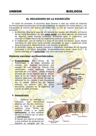 UNMSM BIOLOGÍA
EL MECANISMO DE LA EXCRECIÓN
En todos los animales, la excreción debe llevarse a cabo por medio de sistemas
excretores especializados que tomen las sustancias de desecho del medio interno y los
transporten al exterior del animal. En todos ellos se han de realizar tres tipos de
procesos:
1. la filtración: Que es el paso de los líquidos del cuerpo, por difusión, al interior
de los tubos excretores. Es una orina inicial, que lleva además de sustancias
de desecho, otras muchas moléculas necesarias para el organismo, que
volverán al medio interno de los organismos gracias al proceso de :
2. la reabsorción: que se realiza a lo largo de los tubos excretores, cuyas células
extraerán de esta orina inicial grandes cantidades de agua y sustancias útiles
para el organismo, devolviéndolas a los líquidos corporales.
3. la secreción, opera en sentido contrario y transfiere materiales de los líquidos
corporales a los tubos excretores, fundamentalmente iones, como el K +
. El
líquido obtenido es la orina final, que será expulsada al exterior.
Sistema excretor en invertebrados:
1. Protonefridios Son típicos de los
Platelmintos y de otros animales sin
celoma, son órganos excretores que
constan de una serie de túbulos muy
ramificados cuyos extremos internos
terminan en una célula , célula flamígera
provista de varios flagelos que se dirigen
hacia la luz del túbulo. Las sustancias de
desecho atraviesan las células flamígeras,
penetran en los túbulos y son empujadas
por el batido rítmico de los flagelos
saliendo al exterior por los poros
excretores ubicados en la superficie del
cuerpo de estos animales.
2. Metanefridios
Aparecen en Anélidos y
moluscos. Son estructuras
abiertas por los dos extremos.
Uno se abre a la cavidad
celómica tiene forma de
embudo ciliado y se llama
nefrostoma, el otro extremo
se abre al exterior por un poro,
el nefridioporo.
El líquido que está en el celoma
y que contiene los productos de
desecho es recogido por los
 