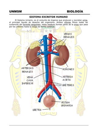 UNMSM BIOLOGÍA
SISTEMA EXCRETOR HUMANO
El Sistema Urinario, es el conjunto de órganos que producen y excretan orina,
el principal líquido de desecho del organismo. Ambos riñones filtran todas las
sustancias del torrente sanguíneo; estos residuos forman parte de la orina que pasa
por los uréteres hasta la vejiga de forma continua.
 