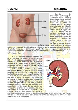 UNMSM BIOLOGÍA
Después de
almacenarse en la vejiga la
orina pasa por un conducto
denominado uretra hasta el
exterior del organismo. La
salida de la orina se
produce por la relajación
involuntaria de un músculo
el esfínter vesical que se
localiza entre la vejiga y la
uretra, y también por la
apertura voluntaria de un
esfínter en la uretra. A los
niños pequeños, antes de
aprender a controlar el
esfínter urinario, se les
escapa la orina en cuanto
se llena la vejiga. Muchos
niños mayores y adultos
padecen un trastorno denominado enuresis, en el que el afectado no puede controlar
el esfínter urinario, y cuyo origen puede deberse en algunas ocasiones a un
desequilibrio emocional. El miedo o temor pueden producir enuresis temporal.
Estructura del riñón
Su función es la elaboración de orina. En
el ser humano, los riñones se sitúan a cada
lado de la columna vertebral, en la zona
lumbar, y están rodeados de la cápsula
adiposa renal. Tienen forma de judía o frijol, y
presentan un borde externo convexo y un
borde interno cóncavo.
Este último ostenta un hueco
denominado hilio, por donde entran y salen
los vasos sanguíneos. En el lado anterior se
localiza la vena renal que recoge la sangre del
riñón, y en la parte posterior la arteria renal
que lleva la sangre hacia el riñones. Más atrás
se localiza el uréter, un tubo que conduce la
orina hacia la vejiga. El hilio nace de una
cavidad más profunda, el seno renal, donde el
uréter se ensancha formando un pequeño saco
denominado pelvis renal. En su interior se
distinguen dos zonas: la corteza renal, de color
amarillento y situada en la periferia, y la
médula renal, la más interna; es rojiza y
presenta estructuras en forma de cono invertido cuyo vértice termina en las papilas
renales. A través de estas estructuras la orina es transportada antes de ser
almacenada en la pelvis renal.
 