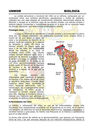 UNMSM BIOLOGÍA
La unidad estructural y funcional del riñón es la nefrona, compuesta por un
corpúsculo renal, que contiene glomérulos, agregaciones u ovillos de capilares,
rodeados por una capa delgada de revestimiento endotelial, denominada cápsula de
Bowman y situada en el extremo ciego de los túbulos renales. Los túbulos renales o
sistema tubular transportan y transforman la orina en lo largo de su recorrido hasta
los túbulos colectores, que desembocan en las papilas renales.
Fisiología renal
La orina se forma en los glomérulos y túbulos renales, y es conducida a la pelvis
renal por los túbulos colectores. Los glomérulos funcionan como simples filtros a
través de los que pasan el agua, las
sales y los productos de desecho de la
sangre, hacia los espacios de la cápsula
de Bowman y desde allí hacia los
túbulos renales. La mayor parte del
agua y de las sales son reabsorbidas
desde los túbulos, y el resto es
excretada como orina. Los túbulos
renales también eliminan otras sales y
productos de desecho que pasan desde
la sangre a la orina. La cantidad normal
de orina eliminada en 24 horas es de
1,4 litros aproximadamente, aunque
puede variar en función de la ingestión
de líquidos y de las pérdidas por
vómitos o a través de la piel por la
sudoración.
Los riñones también son
importantes para mantener el balance
de líquidos y los niveles de sal así como
el equilibrio ácido-base. Cuando algún
trastorno altera estos equilibrios el
riñón responde eliminando más o
menos agua, sal, e hidrogeniones (iones
de hidrógeno). El riñón ayuda a
mantener la tensión arterial normal;
para ello, segrega la hormona renina y
elabora una hormona que estimula la
producción de glóbulos rojos (eritropoyetina).
Enfermedades del riñón
La nefritis, o inflamación del riñón, es una de las enfermedades renales más
frecuentes. Sus características principales son la presencia en la orina, en el examen
microscópico, de albúmina (lo que se denomina albuminuria), hematíes y leucocitos, y
cilindros hialinos o granulosos. Es mucho más frecuente en la infancia y adolescencia
que en la edad adulta.
La forma más común de nefritis es la glomerulonefritis, que aparece con frecuencia
entre las tres y las seis semanas después de una infección estreptocócica debido al
 