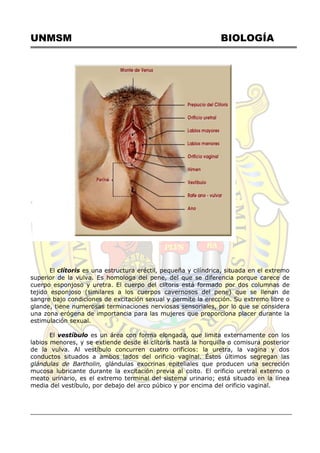 UNMSM BIOLOGÍA
El clítoris es una estructura eréctil, pequeña y cilíndrica, situada en el extremo
superior de la vulva. Es homologa del pene, del que se diferencia porque carece de
cuerpo esponjoso y uretra. El cuerpo del clítoris está formado por dos columnas de
tejido esponjoso (similares a los cuerpos cavernosos del pene) que se llenan de
sangre bajo condiciones de excitación sexual y permite la erección. Su extremo libre o
glande, tiene numerosas terminaciones nerviosas sensoriales, por lo que se considera
una zona erógena de importancia para las mujeres que proporciona placer durante la
estimulación sexual.
El vestíbulo es un área con forma elongada, que limita externamente con los
labios menores, y se extiende desde el clítoris hasta la horquilla o comisura posterior
de la vulva. Al vestíbulo concurren cuatro orificios: la uretra, la vagina y dos
conductos situados a ambos lados del orificio vaginal. Éstos últimos segregan las
glándulas de Bartholin, glándulas exocrinas epiteliales que producen una secreción
mucosa lubricante durante la excitación previa al coito. El orificio uretral externo o
meato urinario, es el extremo terminal del sistema urinario; está situado en la línea
media del vestíbulo, por debajo del arco púbico y por encima del orificio vaginal.
 