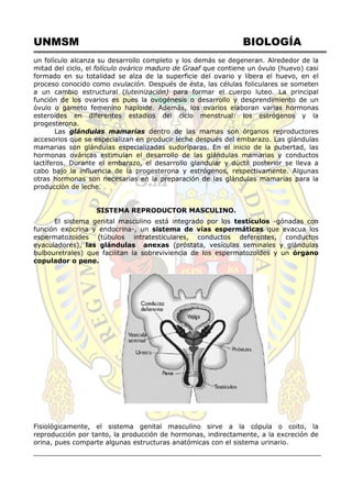 UNMSM BIOLOGÍA
un folículo alcanza su desarrollo completo y los demás se degeneran. Alrededor de la
mitad del ciclo, el folículo ovárico maduro de Graaf que contiene un óvulo (huevo) casi
formado en su totalidad se alza de la superficie del ovario y libera el huevo, en el
proceso conocido como ovulación. Después de ésta, las células foliculares se someten
a un cambio estructural (luteinización) para formar el cuerpo luteo. La principal
función de los ovarios es pues la ovogénesis o desarrollo y desprendimiento de un
óvulo o gameto femenino haploide. Además, los ovarios elaboran varias hormonas
esteroides en diferentes estadios del ciclo menstrual: los estrógenos y la
progesterona.
Las glándulas mamarias dentro de las mamas son órganos reproductores
accesorios que se especializan en producir leche después del embarazo. Las glándulas
mamarias son glándulas especializadas sudoríparas. En el inicio de la pubertad, las
hormonas ováricas estimulan el desarrollo de las glándulas mamarias y conductos
lactíferos. Durante el embarazo, el desarrollo glandular y dúctil posterior se lleva a
cabo bajo la influencia de la progesterona y estrógenos, respectivamente. Algunas
otras hormonas son necesarias en la preparación de las glándulas mamarias para la
producción de leche.
SISTEMA REPRODUCTOR MASCULINO.
El sistema genital masculino está integrado por los testículos -gónadas con
función exocrina y endocrina-, un sistema de vías espermáticas que evacua los
espermatozoides (túbulos intratesticulares, conductos deferentes, conductos
eyaculadores), las glándulas anexas (próstata, vesículas seminales y glándulas
bulbouretrales) que facilitan la sobreviviencia de los espermatozoides y un órgano
copulador o pene.
Fisiológicamente, el sistema genital masculino sirve a la cópula o coito, la
reproducción por tanto, la producción de hormonas, indirectamente, a la excreción de
orina, pues comparte algunas estructuras anatómicas con el sistema urinario.
 
