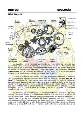 UNMSM BIOLOGÍA
CICLO OVÁRICO
La ovulación es el proceso culminante de una serie de cambios que
experimentan los gametos femeninos u óvulos dentro del ovario. Al nacer la niña
cuenta en sus dos ovarios con aproximadamente medio millón de óvulos, dispuestos
en estructuras denominadas folículos. En esta fase precoz se denominan folículos
primordiales. En la pubertad los folículos se han reducido a aproximadamente
200,000; en la menopausia este número llega a unos 8,300.
Durante la vida fértil de la mujer, sólo unos 400 folículos maduran lo suficiente
para convertirse en folículos maduros, aptos para ser fecundados o folículos de De
Graaf. El folículo de De Graaf es una estructura pluricelular de unos 10 milímetros
que encierra un óvulo. Se caracteriza por tener una cavidad central o antro llena de
líquido y una capa granulosa formada por varias hileras de células esféricas o cúbicas
que hace contacto con la célula germinal se denomina corona radiada. La zona
refringente que se observa entre la corona y la célula germinal se denomina
membrana pelúcida.
Por acción de las gonadotropinas, se induce la maduración simultánea de varios
folículos, los cuales crecen y se desarrollan, aunque sólo uno alcanza el estado de
folículo de De Graaf (eventualmente pueden madurar dos). Allí, el óvulo se encuentra
rodeado por un líquido que contiene estradiol, hormona esteroide que prepara
anticipadamente al útero para acoger un óvulo fertilizado. El proceso de maduración
tarda en promedio 14 días, al cabo de los cuales el folículo maduro se rompe dejando
en libertad al óvulo. El folículo roto remanente se transforma en una estructura como
 