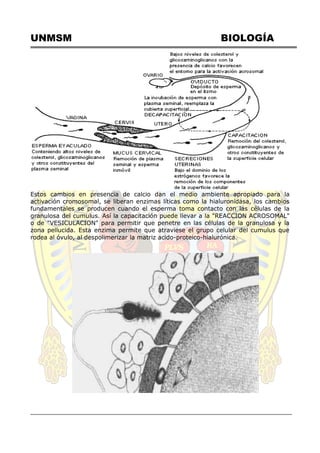 UNMSM BIOLOGÍA
Estos cambios en presencia de calcio dan el medio ambiente apropiado para la
activación cromosomal, se liberan enzimas líticas como la hialuronidasa, los cambios
fundamentales se producen cuando el esperma toma contacto con las células de la
granulosa del cumulus. Así la capacitación puede llevar a la "REACCION ACROSOMAL"
o de "VESICULACION" para permitir que penetre en las células de la granulosa y la
zona pellucida. Esta enzima permite que atraviese el grupo celular del cumulus que
rodea al óvulo, al despolimerizar la matriz acido-proteico-hialurónica.
 