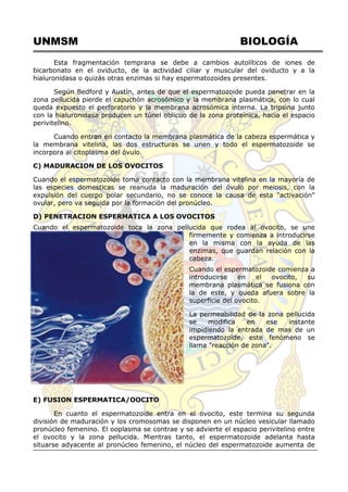 UNMSM BIOLOGÍA
Esta fragmentación temprana se debe a cambios autolíticos de iones de
bicarbonato en el oviducto, de la actividad ciliar y muscular del oviducto y a la
hialuronidasa o quizás otras enzimas si hay espermatozoides presentes.
Según Bedford y Austín, antes de que el espermatozoide pueda penetrar en la
zona pellucida pierde el capuchón acrosómico y la membrana plasmática, con lo cual
queda expuesto el perforatorio y la membrana acrosómica interna. La tripsina junto
con la hialuronidasa producen un túnel oblicuo de la zona proteínica, hacia el espacio
perivitelino.
Cuando entran en contacto la membrana plasmática de la cabeza espermática y
la membrana vitelina, las dos estructuras se unen y todo el espermatozoide se
incorpora al citoplasma del óvulo.
C) MADURACION DE LOS OVOCITOS
Cuando el espermatozoide toma contacto con la membrana vitelina en la mayoría de
las especies domesticas se reanuda la maduración del óvulo por meiosis, con la
expulsión del cuerpo polar secundario, no se conoce la causa de esta "activación"
ovular, pero va seguida por la formación del pronúcleo.
D) PENETRACION ESPERMATICA A LOS OVOCITOS
Cuando el espermatozoide toca la zona pellucida que rodea al ovocito, se une
firmemente y comienza a introducirse
en la misma con la ayuda de las
enzimas, que guardan relación con la
cabeza.
Cuando el espermatozoide comienza a
introducirse en el ovocito, su
membrana plasmática se fusiona con
la de este, y queda afuera sobre la
superficie del ovocito.
La permeabilidad de la zona pellucida
se modifica en ese instante
impidiendo la entrada de mas de un
espermatozoide, este fenómeno se
llama "reacción de zona".
E) FUSION ESPERMATICA/OOCITO
En cuanto el espermatozoide entra en el ovocito, este termina su segunda
división de maduración y los cromosomas se disponen en un núcleo vesicular llamado
pronúcleo femenino. El ooplasma se contrae y se advierte el espacio perivitelino entre
el ovocito y la zona pellucida. Mientras tanto, el espermatozoide adelanta hasta
situarse adyacente al pronúcleo femenino, el núcleo del espermatozoide aumenta de
 