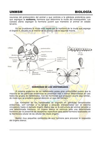 UNMSM BIOLOGÍA
neuronas del protocerebro del animal y que controla a la glándula protorácica para
que segregue la ecdisona, hormona que determina la muda del exoesqueleto. Los
cuerpos alares segregan la hormona juvenil que mantiene al animal en estado
larvario.
En los crustáceos la muda está regida por la hormona de la muda que segrega
el órgano Y, situado en el interior de la antena o de la segunda maxila.
HORMONAS DE LOS VERTEBRADOS
El sistema endocrino de los vertebrados posee gran uniformidad puesto que la
mayoría de las glándulas endocrinas se presentan más o menos desarrolladas en casi
todos los grupos de vertebrados. Con las hormonas que producen ocurre algo similar,
de modo que se prestará especial atención al caso del hombre.
Las hormonas de los vertebrados se originan en glándulas denominadas
endocrinas, son vertidas a la sangre y después transportadas por el sistema
circulatorio hasta el llamado órgano blanco que es la estructura del animal sensible a
una determinada hormona. Un órgano blanco se estimula ante una determinada
hormona por la presencia de receptores específicos para dicha hormona localizados en
la membrana celular de las células del citado órgano.
Bastan muy pequeñas cantidades de una hormona para provocar la respuesta
del órgano blanco.
 