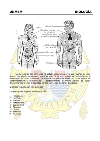 UNMSM BIOLOGÍA
La mayoría de las hormonas no actúan aisladamente ya que muchas de ellas
poseen un efecto antagónico mientras que otras son sinérgicas, aumentando la
efectividad de otras hormonas. Extirpando una glándula endocrina a un animal de
experimentación y reinjertándola posteriormente al mismo animal se puede
determinar los efectos producidos por las hormonas de dichas glándulas.
SISTEMA ENDOCRINO DEL HOMBRE
Los principales órganos endocrinos son:
1.- Hipotálamo
2.- Hipófisis
3.- Tiroides
4.- Paratiroides
5.- Suprarrenal
6.- Páncreas
7.- Ovario
8.- Testículo
9.- Placenta
 